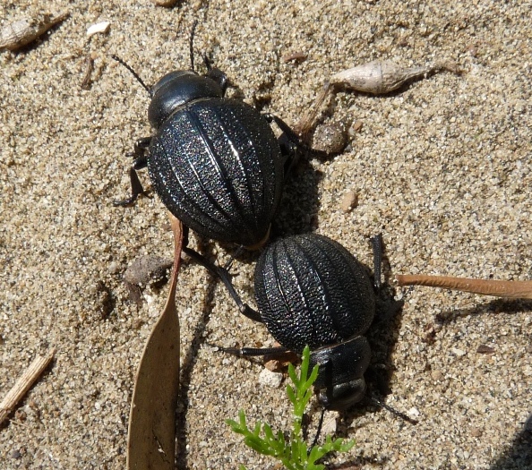 Coppia di pimelie